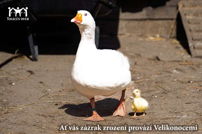 Veselé Velikonoce