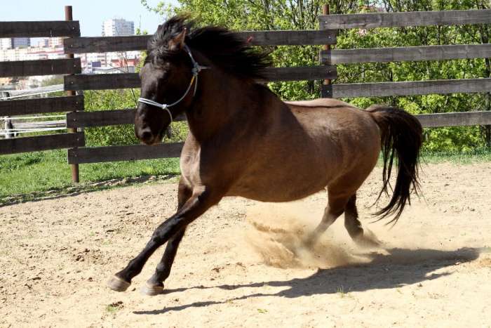 aby-byl-muj-kun-fit-online-webinar-s-mvdr-dominikou-svehlovou