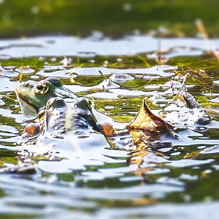 zivot-v-mokradu-aneb-obojzivelnici-kolem-nas