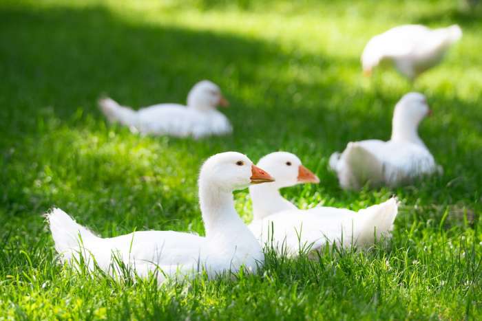 za-zviratky-na-farmu