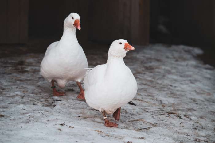 za-zviratky-na-farmu