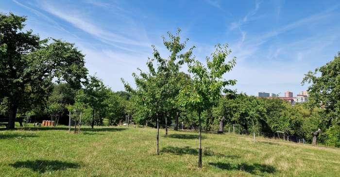 stromy-krasne-zdrave-vitalni-vite-jak-na-to