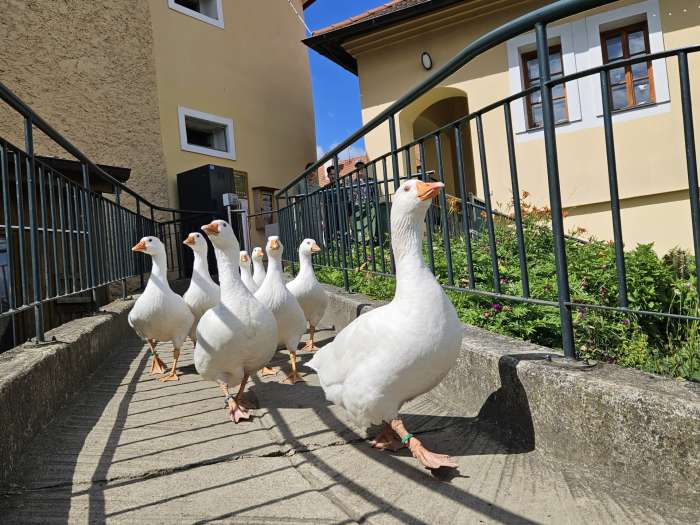 den-zvirat-aneb-farma-neni-lunapark
