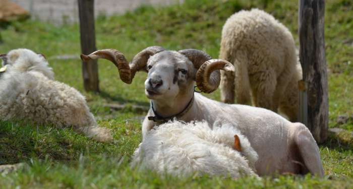 jak-beranek-o-rouno-prisel