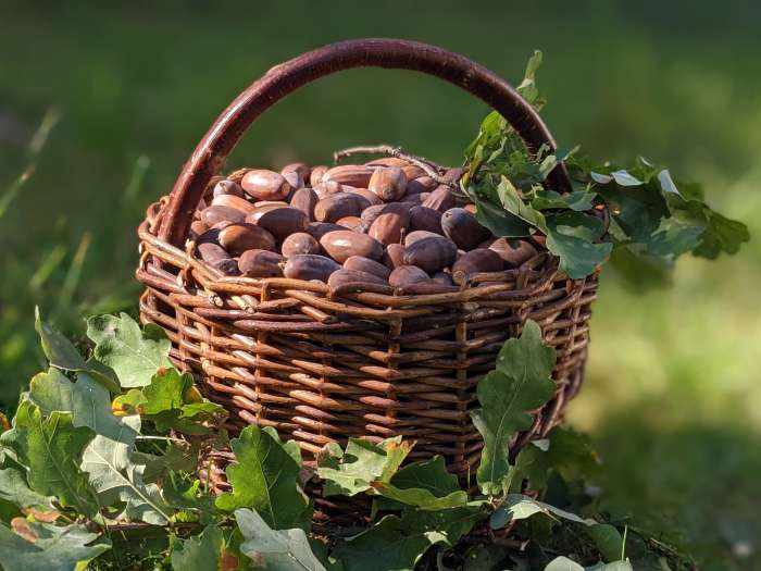 zaludy-potrava-minulosti-a-mozna-i-budoucnosti