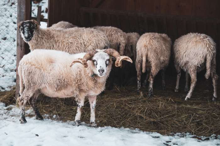 za-zviratky-na-farmu