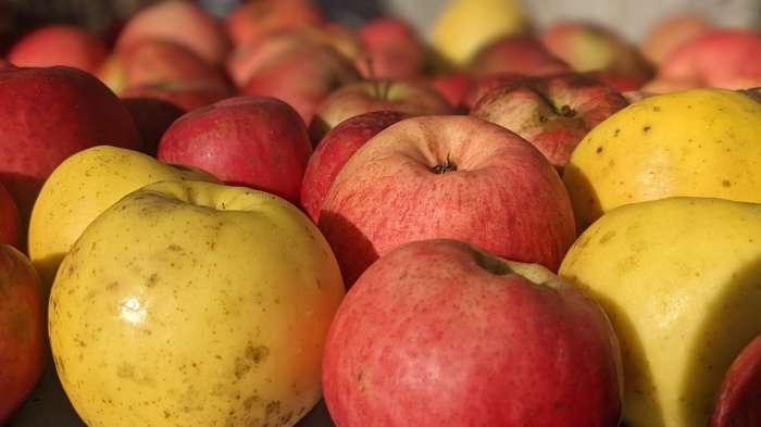 jablko-denne-doktora-zazene