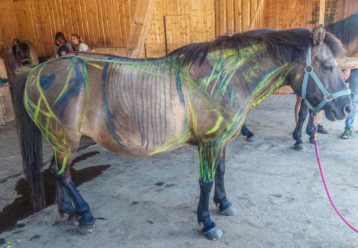 anatomie-na-zivem-koni-s-mvdr-dominikou-svehlovou