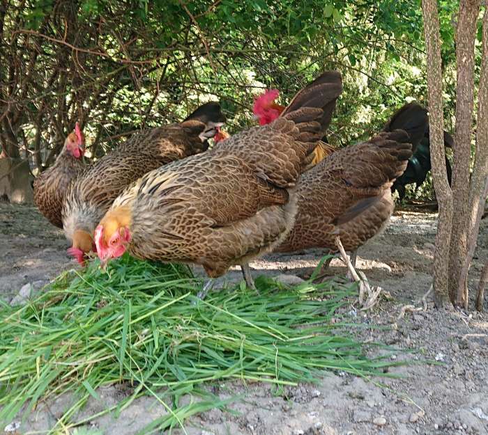 welfare-chov-zvirat-krok-za-krokem-k-samozasobitelstvi