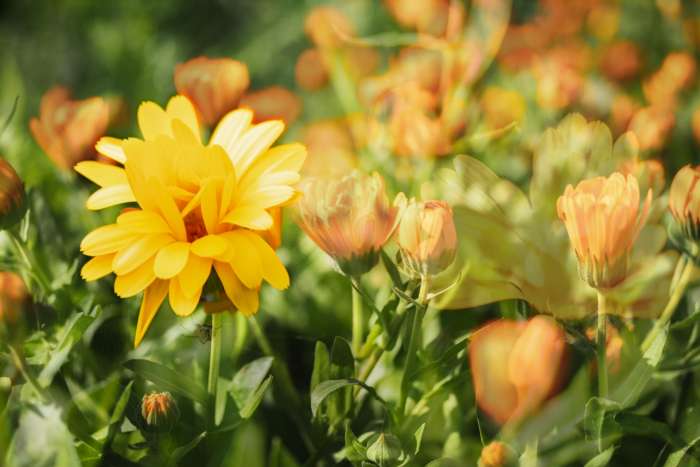 bylinkova-alchymie-od-sberu-po-vonavou-masticku