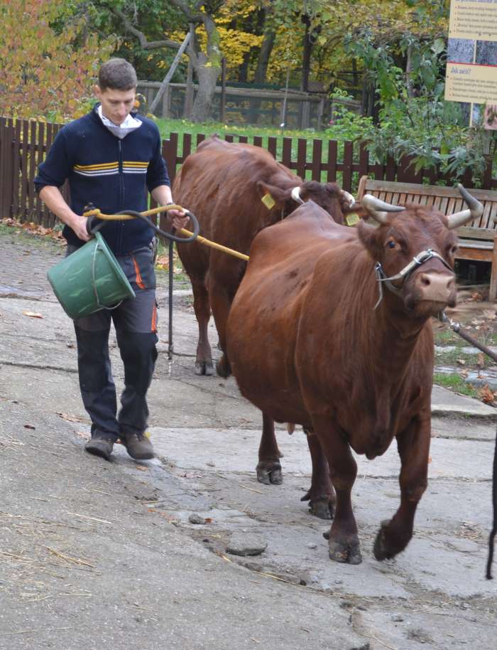 Hledáme posilu na farmu