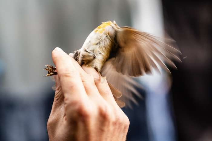 Loučení s ptačím zpěvem