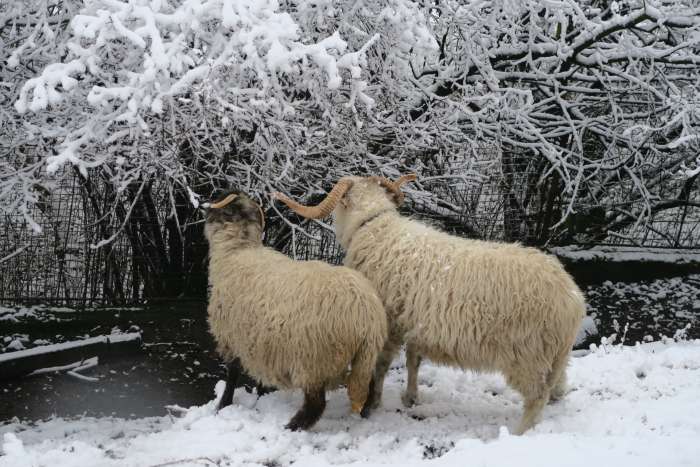 zvirata-na-statku-v-zime